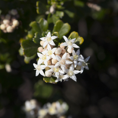 Pomaderris obcordata