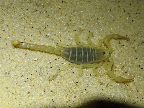 Eastern sand scorpion photo 2