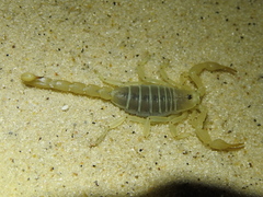 Paruroctonus utahensis
