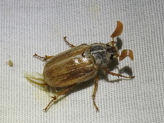 Polyphylla pottsorum