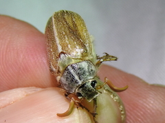 Polyphylla pottsorum