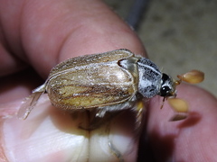 Polyphylla pottsorum