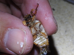 Polyphylla pottsorum