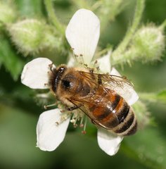 Apis mellifera