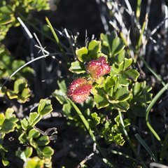 Dodonaea humilis