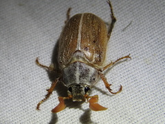 Polyphylla pottsorum