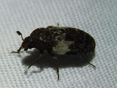 Dermestes marmoratus