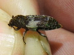 Dermestes marmoratus