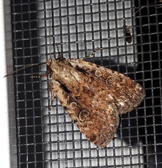 Eueretagrotis attentus