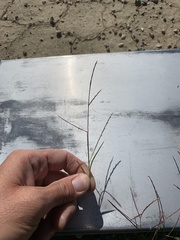 Schedonnardus paniculatus