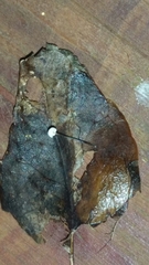 Marasmius epiphyllus