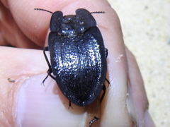 Embaphion muricatum