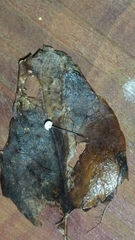 Marasmius epiphyllus