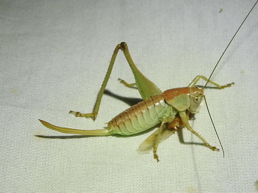 Pediodectes monahansensis