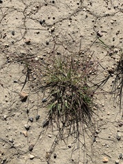 Schedonnardus paniculatus