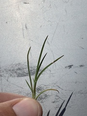 Schedonnardus paniculatus