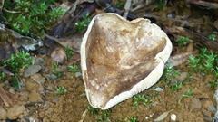 Russula anthracina