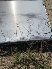 Schedonnardus paniculatus