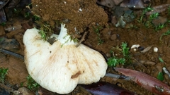 Russula anthracina