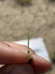 Schedonnardus paniculatus