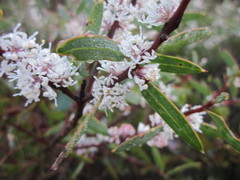 Hakea marginata
