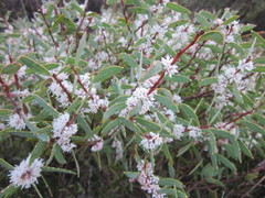 Hakea marginata