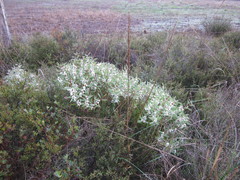 Hakea marginata