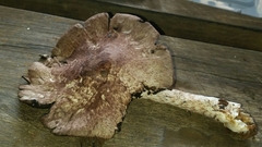 Agaricus austrovinaceus