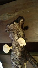 Trametes modesta