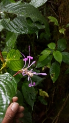 Brachystephanus