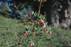 Symphoricarpos rotundifolius parishii