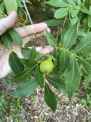 Carya glabra megacarpa