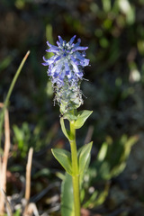 Lagotis glauca