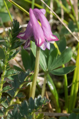 Corydalis pauciflora