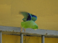 Forpus