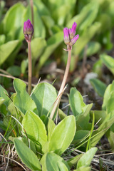 Primula frigida