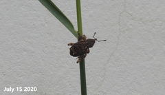 Ectatorhinus adamsii