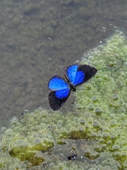 Jamides bochus formosanus