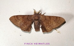 Epia lunilinea