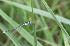 Lestes unguiculatus