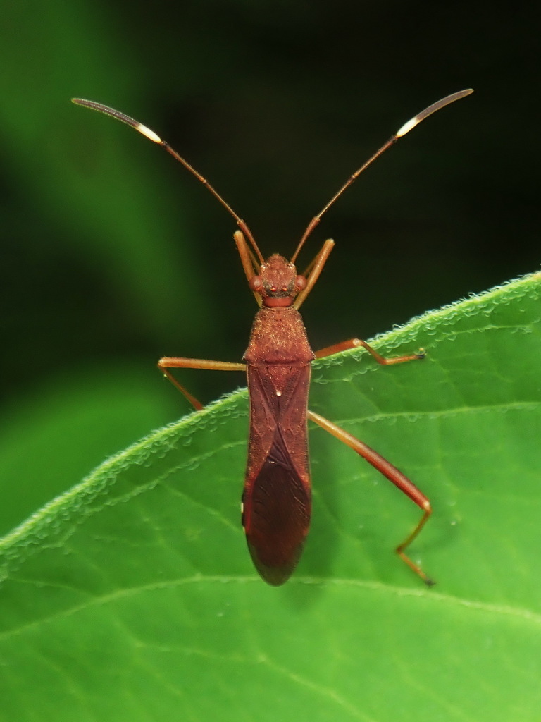 Megalotomus