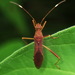 Megalotomus - Photo (c) Karen Yukich, some rights reserved (CC BY-NC), uploaded by Karen Yukich