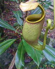 Nepenthes bicalcarata