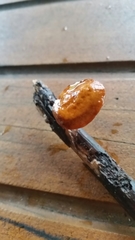 Neodictyopus dictyopus