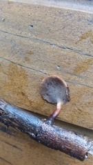 Neodictyopus dictyopus