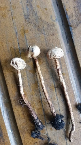 Schizostoma laceratum