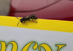 Aphilanthops frigidus