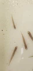 Hypseleotris galii