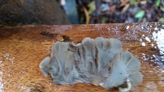 Auricularia mesenterica
