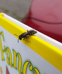 Aphilanthops frigidus